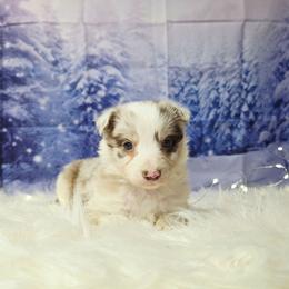 Kitty Lynxley - Red merle female Border Collie puppy in Avilla, Indiana from Borderline Kennels