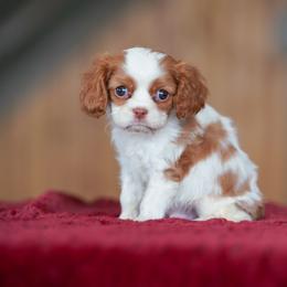 Peanut - Blenheim female Cavalier King Charles Spaniel puppy in Sugarcreek, Ohio from Chocolate Cavalier