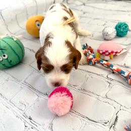 Girl 3 Luna - Blenheim female Cavapoo puppy in Bountiful, Utah from PJs Puppy Love