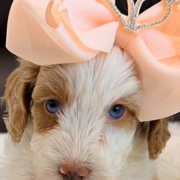 Poppy - Parti female Goldendoodle puppy in Anthem/Phoenix, Arizona from Ironwood Doodles