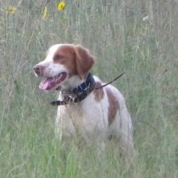 Brittanys, French Brittanys, and Labrador Retrievers from Wolf River Kennels