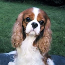 Cavalier King Charles Spaniel All Grown Up from Saranade Cavaliers