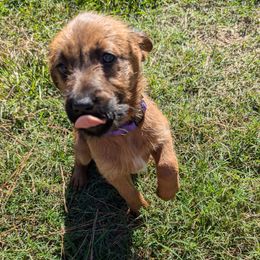 Purple - Red female Irish Terrier puppy in Broadway, North Carolina from Detmore Kennels