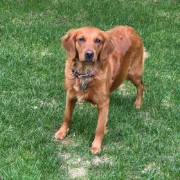 Quinn - Golden Retriever