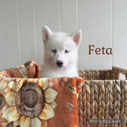 Feta - White female Siberian Husky puppy in Southampton, New Jersey from First Frost Kennels