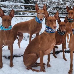 Pharaoh Hounds from ACE Pharaoh Hounds