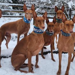 Pharaoh Hounds from ACE Pharaoh Hounds