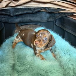 Buster - Dapple male Dachshund puppy in Modesto, California from Raws Doxies