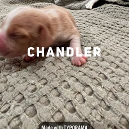 Beagle Puppies from Double X Beagles