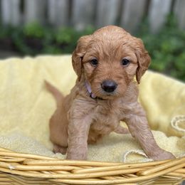 Goldendoodles from Lynes of Doodles