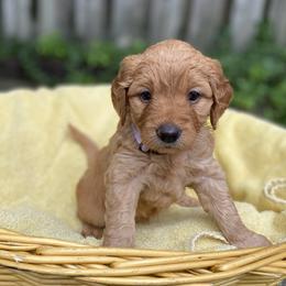 Goldendoodles from Lynes of Doodles