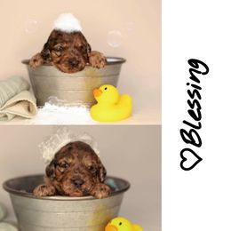 Double Doodle, Goldendoodle, and Sheepadoodle Puppies from Shaw Spring's Canines