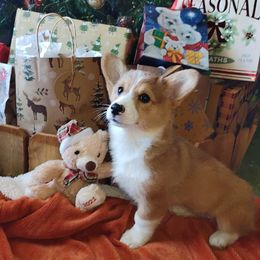Pembroke Welsh Corgi Puppies from GLC Corgis
