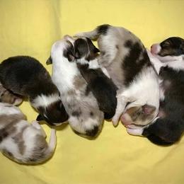 Shetland Sheepdog Puppies from Myers Horse Farms, Inc