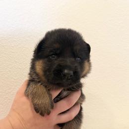 Boy 1 - Black and red male German Shepherd puppy in Battle Ground, Washington from Purebred Elite Shepherds