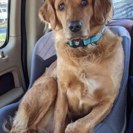 Golden Retrievers from Red Storm Golden Retrievers