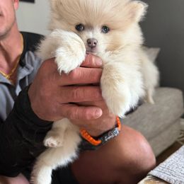Bam bam - Cream female Pomeranian puppy in Littleton, Colorado from Blaylock's Pomeranian Puppies