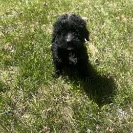 Green Boy - Bernedoodle puppy in Wexford County, Michigan from Blissful Bernedoodles