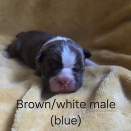 Blue Boy - Red male Boston Terrier puppy in Goodview, Virginia from Precious Bostie's