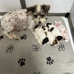 Miniature Schnauzer puppies from Sugar Kookie Schnauzers