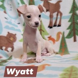Wyatt - Cream male Chihuahua puppy in Branford, Florida from Mbjs Doxies and chihuahuas