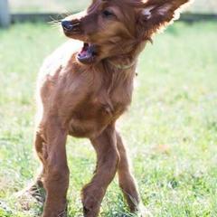 Irish Setters from Rumraisin Irish Setters