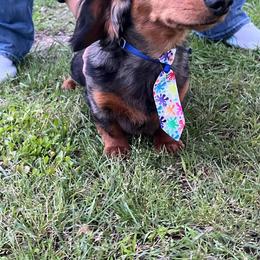 Dachshund Puppies from Chelisa's Dachshunds