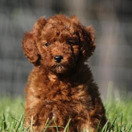 Goldendoodles from Creation Goldedoodles