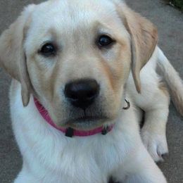 Labrador Retrievers from Warlow Labradors