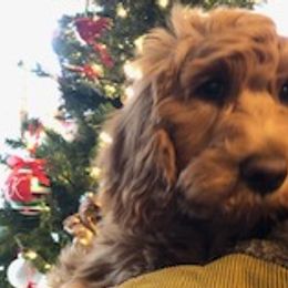 Cash - Goldendoodle puppy from Coppers Mountain Goldendoodles