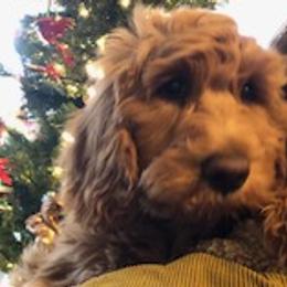 Cash - Goldendoodle puppy from Coppers Mountain Goldendoodles