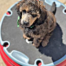 Aspen (green collar) - Sable male Poodle puppy in Fort Calhoun, Nebraska from Devin’s Purple Poodles