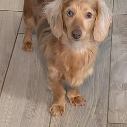 Tilly - Dachshund