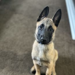 Belgian Malinois puppies from Helsel's Belgian Malinois