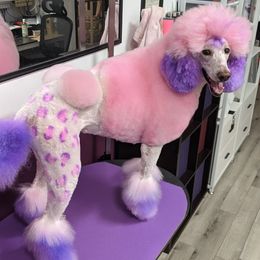 Poodle Puppies from McJare's Puppy Palace