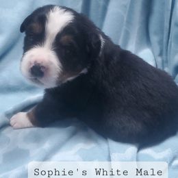 White Male - Bernese Mountain Dog puppy from Bernese Mountain Dogs of Pony Trail Farm