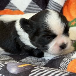 Binx - Black and white male Shih Tzu puppy in Paintsville, Kentucky from Molly B's ShihTzus