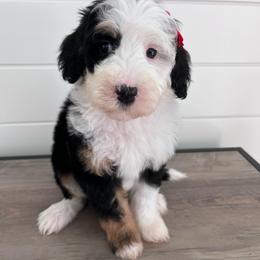 Bean - Tri-color female Bernedoodle puppy in Garrettsville, Ohio from Sunset Family Farm