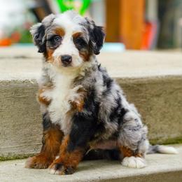 Bugsy - Blue merle male Bernedoodle puppy in Dundee, Ohio from Down Home Doodle
