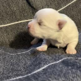Cye - White male Morkie puppy in Taylorsville, North Carolina from Mountain Top Hot Tailz