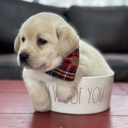 Labrador Retriever Puppies from Sugarpine Labradors
