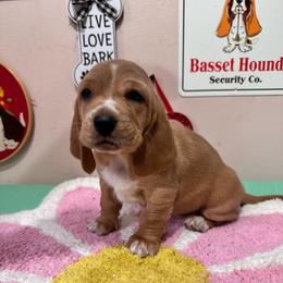 Ladybug - Tan and white female Basset Hound puppy in Pilot Mtn, North Carolina from Lowdown Love Basset Hounds