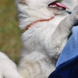 German Shepherds from Patterson Polar Bears