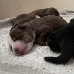 Miniature Australian Shepherds from Whit’s End Aussies