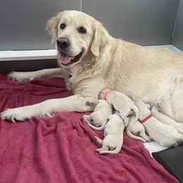Golden Retriever Puppies from Fox Meadow English Cream Goldens