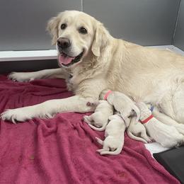 Golden Retriever Puppies from Fox Meadow English Cream Goldens