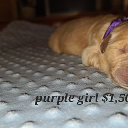 Girl 3 - Golden Retriever puppy in Valley, Washington from Enchanted Valley Paws