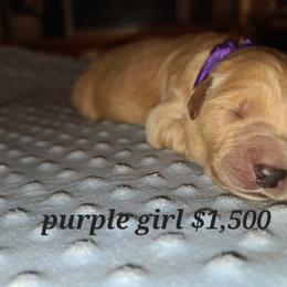 Girl 3 - Golden Retriever puppy in Valley, Washington from Enchanted Valley Paws