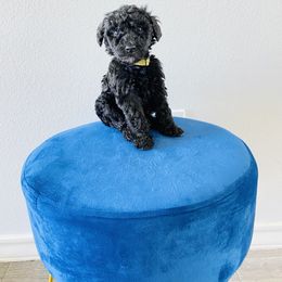 Poodle Puppies from Agape Standard Poodles