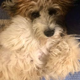 Aussiedoodle Puppies from My Classy Doodles